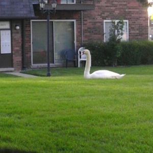 Meet your Posher, Roberto